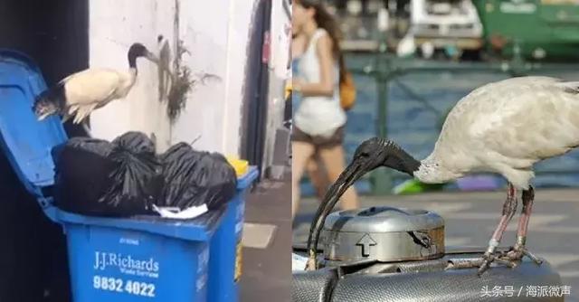终于知道澳洲街头的“垃圾鸟”叫什么了,然而政府却开始下令捕杀
