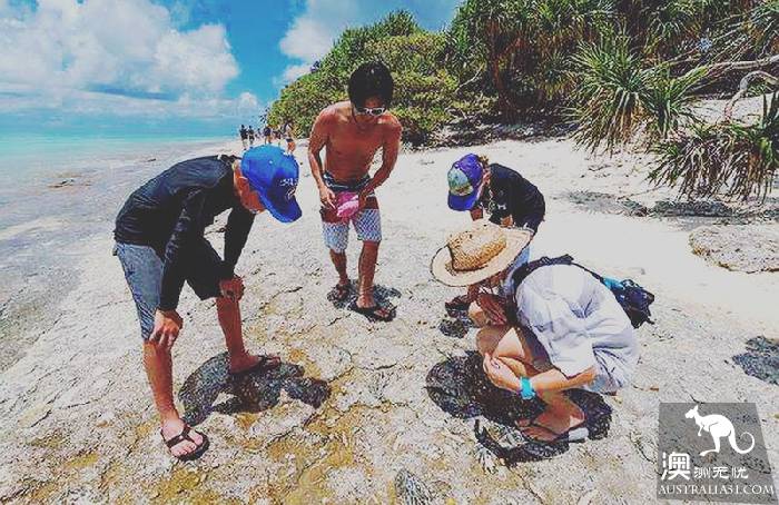 私藏的绝美珊瑚礁:怀抱中的马斯格雷夫夫人岛(Lady Musgrave Island)
