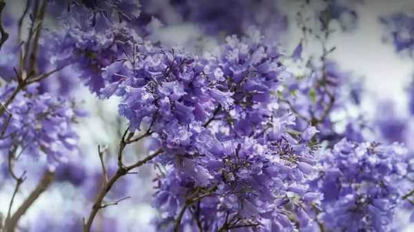 在阿德莱德寻最美蓝花楹 和ta一起走遍那紫花盛开之地 澳洲无忧网