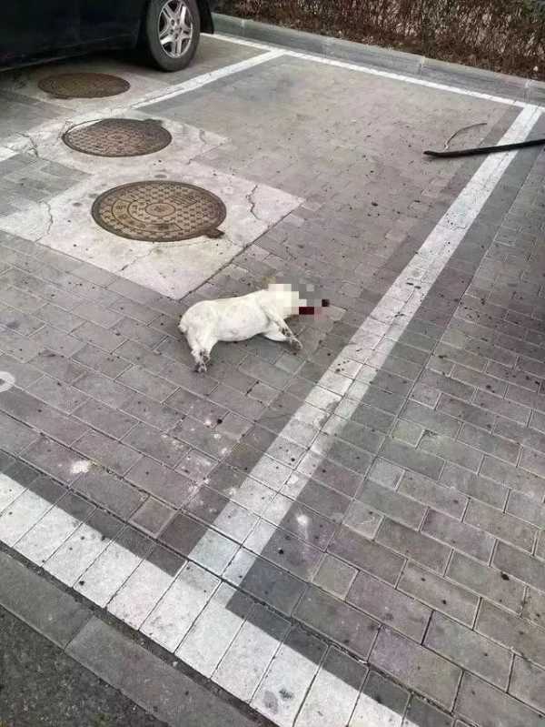 惨死的猫图片图片